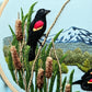 Red-Winged Balckbirds (PDF)